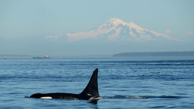 Chewed-up orca fins on Russian beach point to cannibalism, and scientists say it may explain why some pods are so tight-knit