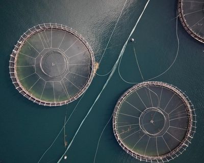 Tasmanian salmon farms blocked from using antibiotic florfenicol after detection in wild fish 10km away