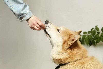 When Love Goes Too Far: Are We Turning Pets Into People?