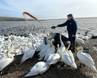 Country diary: When wild swans need a human hand