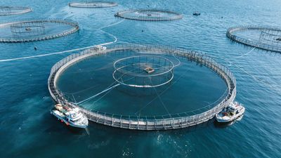 Risk to wild species ends antibiotic use in salmon