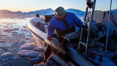 ‘It's too warm’: Greenland’s traditional fishers pushed towards polluting practices as ice melts