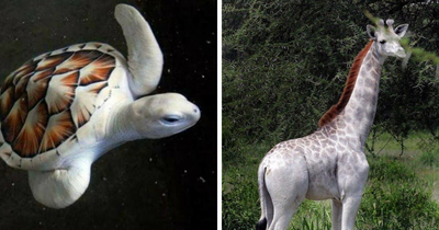 “Albino Animalz” Is A Page Dedicated To Nature’s Rarest Color Palette, And These 40 Photos Are Pure Magic