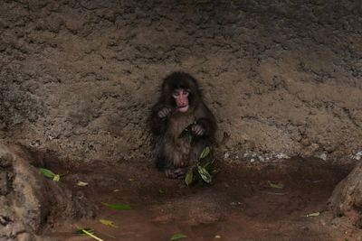 Major milestone for Punch the viral baby monkey abandoned by his mother