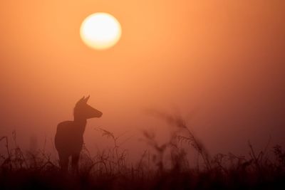 Saharan dust to bring colourful sunsets and ‘blood rain’ to UK