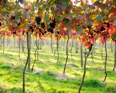 The future is rosy for English red wines
