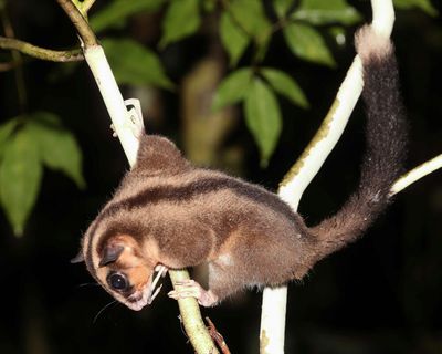 Marsupials previously thought extinct for millennia discovered in New Guinea