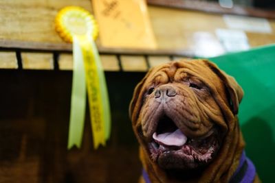 Thousands of dogs descend on Birmingham as Crufts kicks off
