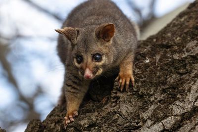 My girlfriend’s a New Zealander and so hates possums. It’s not a dealbreaker (but I’ll bring her round)
