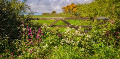 The Black Death’s counterintuitive effect: as human numbers fell, so did plant diversity