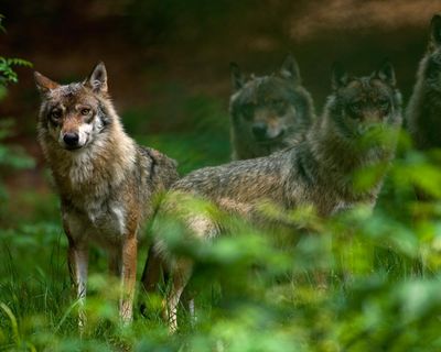 Germany moves to legalise wolf hunting in response to livestock ‘bloodlust’