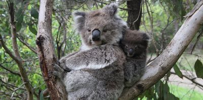 We thought inbred koalas were at risk of extinction. But what we discovered upends genetic conventions