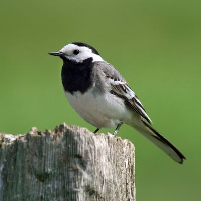 Pied wagtails will flock to your garden if you add these simple wildlife-friendly features – experts say these cheery little birds don't use hanging feeders so here's what to do instead