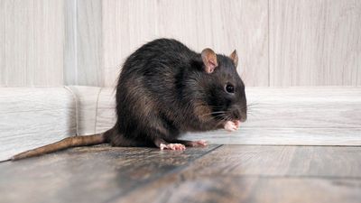 Heavy rain drives rats indoors — miss these signs and you’ll have an infestation