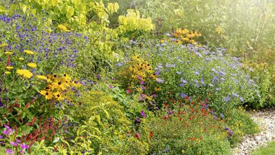 Swapping High-Maintenance Plants for Easy Native Alternatives Is the Secret to a Beautiful Garden That Practically Looks After Itself