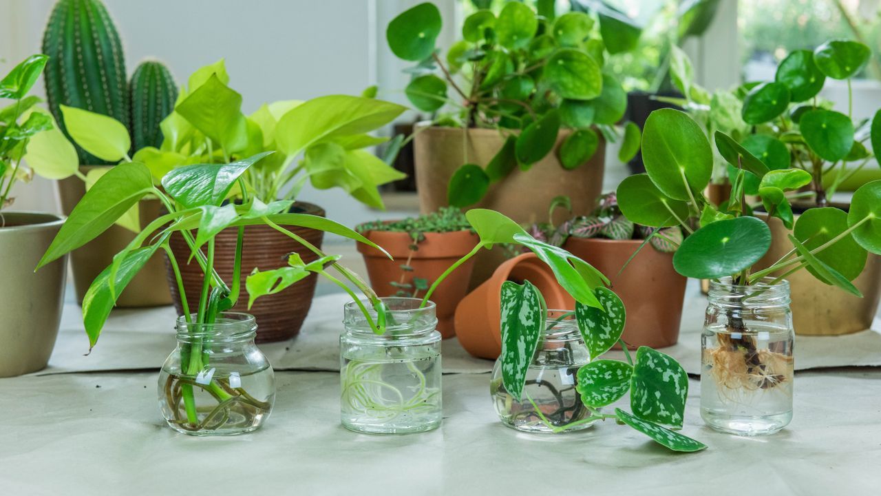 My mom's 'Thirsty Thursdays' routine keeps plants…