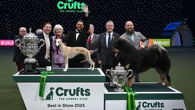 How to watch Crufts 2026: live stream the world's greatest dog show for FREE, Day 4