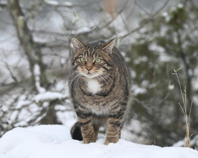 Country diary: Wildcats are here and they’re on the march