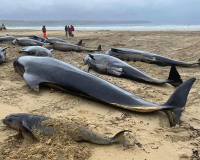Mass stranding of whales on Scottish beach caused by loyalty to their pod, report finds