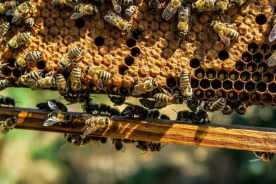 Scientists find alarming effect of forever chemicals in honeybees