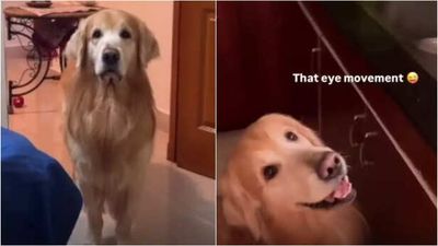 Who Said Animals Can't Communicate? A Dog's Adorable Way of Asking for Eggs Wins Hearts