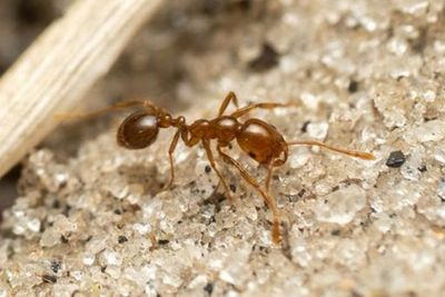 Ecologists alarmed after ‘one of the worst invasive’ species found in ancient Australian rainforest
