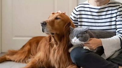 Why Dogs Bark At Certain People But Not Others