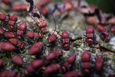Early Termite Warning Signs Around Garden Beds