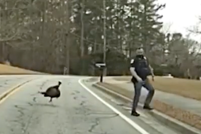Henry the turkey’s hilarious standoff with police as officer gets more than he bargained for