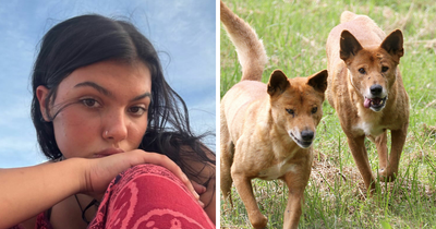 Coroner Releases Cause Of Passing For Backpacker Whose Body Was Found Surrounded By Dingoes