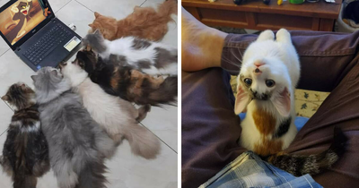 Hilarious “Important Animal Images,” As Shared By This Page Dedicated To All Things Cats (38 New Pics)