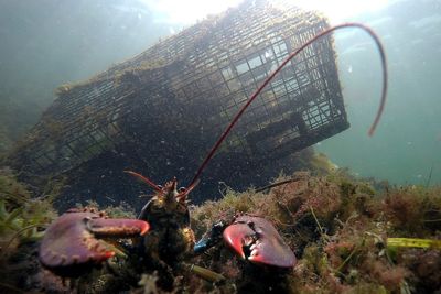 Maine's catch of lobster declines again as high costs and climate change impact industry