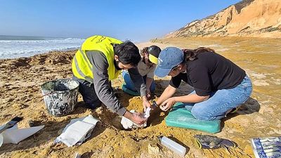 'An important paleontological find': Portugal’s storms expose rare 10 million-year-old whale fossils