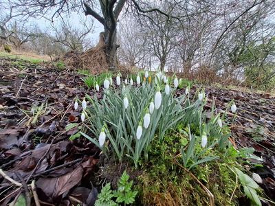 Country diary: Our patch of snowdrops is part of the family