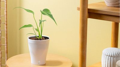 This Rare ‘Mystery Monstera’ is Tipped to be the Next Plant Collector's Obsession of 2026 – Even Experts Don't Know Where it Comes From