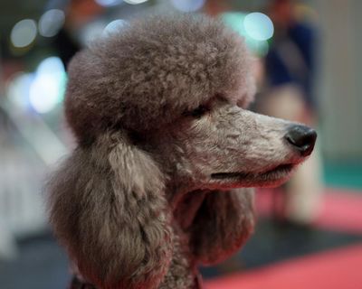 TV tonight: Crufts with Claudia Winkleman and Clare Balding