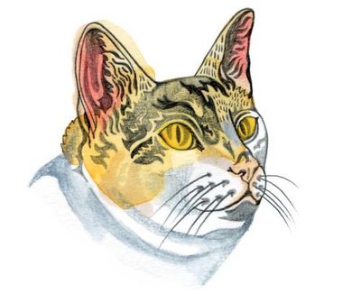 Why are cats’ ears on top of their head and not at the sides? The kids’ quiz