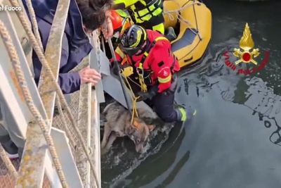 Stranded wolf pulled from beneath bridge by Italian firefighters in dramatic rescue