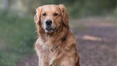 Common Mistakes New Pet Owners Make All The Time