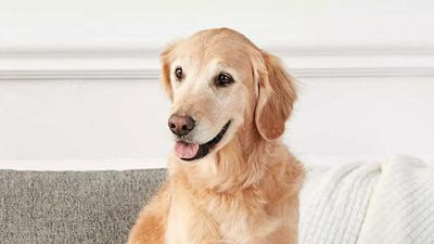 Signs Your Pet is Secretly Stressed; All You Need to Know