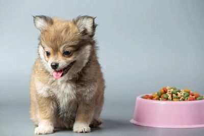 Fueling Tiny Paws: The Best Diet Tips To Help Your Growing Puppy Thrive