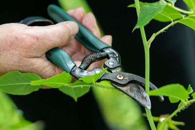 March Pruning Mistakes That Reduce Summer Harvests