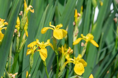 March Is A Good Time to Divide Perennials (Depending on Your Zone)
