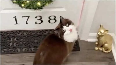 Meet Meredith: A 6-Year-Old Ragdoll Cat with Her Own Apartment And A Lavish Lifestyle