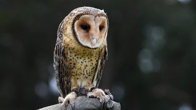 Owl be damned: regulator stops short of rat poison ban