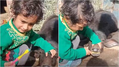 Toddler Brushes Buffalo Calf’s Teeth, Internet Calls the Viral Video ‘Cuteness Overload’