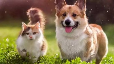 Things Pets Do When They Sense You’re Sad; All You Need To Know