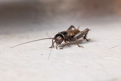 Why crickets are hiding in your home — and how to deter them