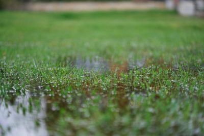 Signs Your Garden Has a Drainage Problem