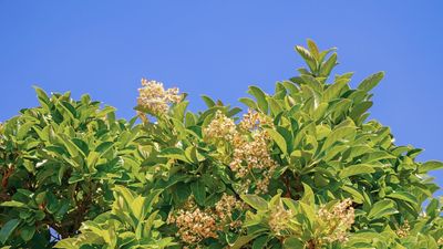 This Fast-Growing Evergreen Is the Secret to Hiding an Ugly Fence – And It Looks Beautiful All Year